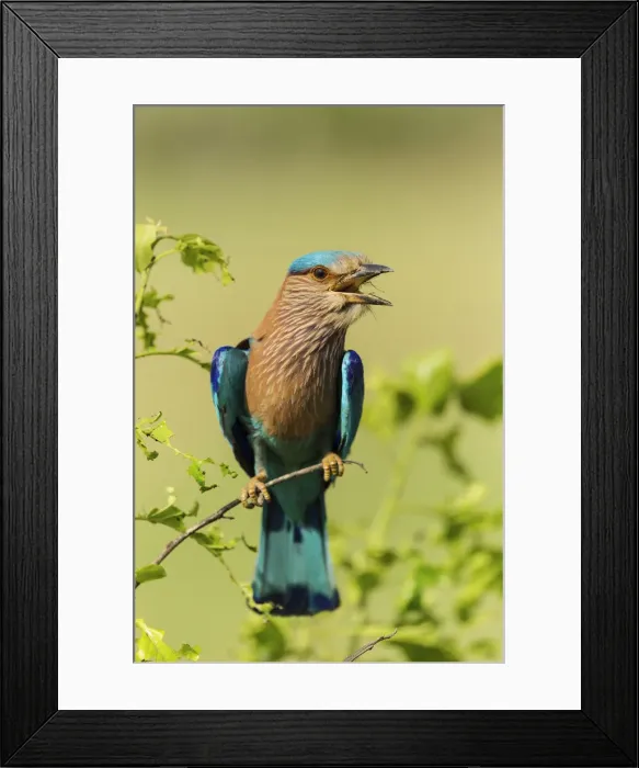 Framed Print : Indian Roller, Corbett National Park, India Framed Print : Indian Roller, Corbett National Park, India
