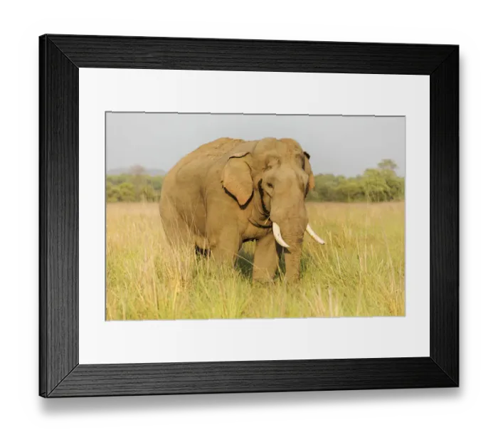 Framed Print : Musth Tusker in the grassland, Corbett National Park, India Framed Print : Musth Tusker in the grassland, Corbett National Park, India