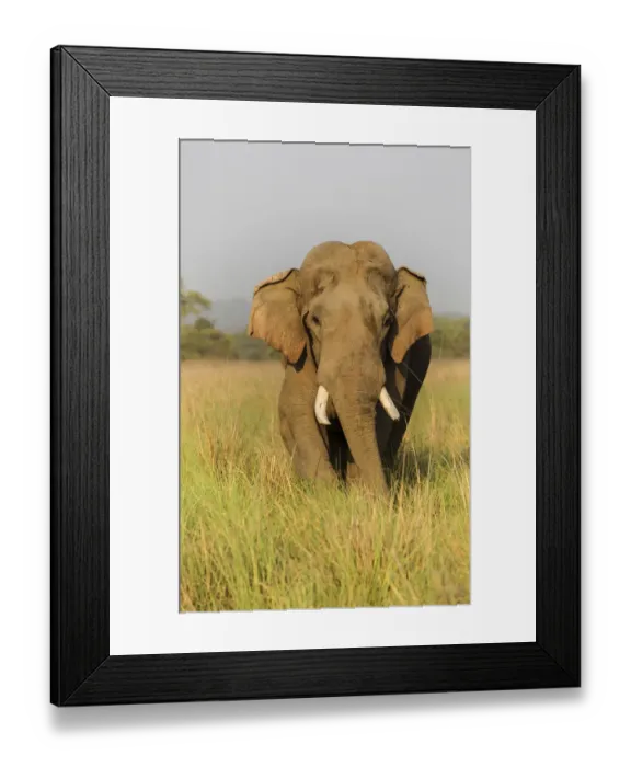 Framed Print : Musth Asian Elephant in the grassland, Corbett National Park, India Framed Print : Musth Asian Elephant in the grassland, Corbett National Park, India