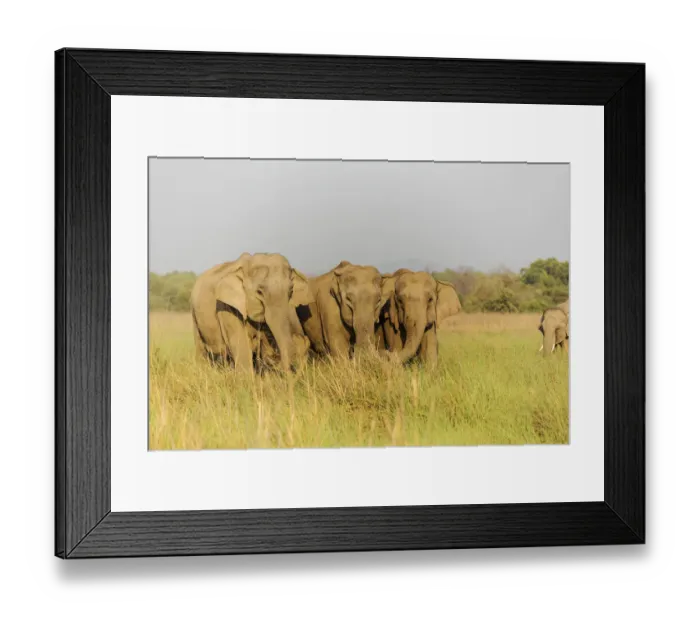 Framed Print : Asian Elephants in the meadows, Corbett National Park, India Framed Print : Asian Elephants in the meadows, Corbett National Park, India