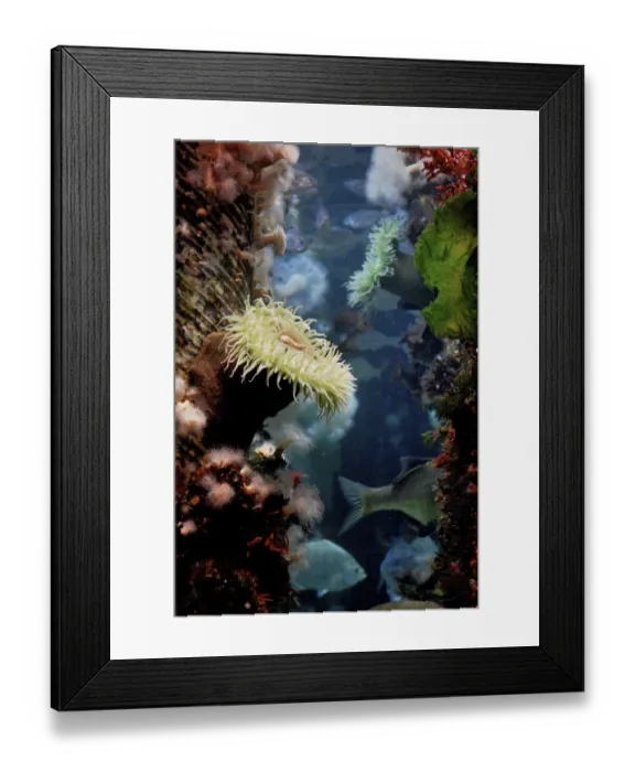 Framed Print : Anemones growing on wood pier pilings Framed Print : Anemones growing on wood pier pilings