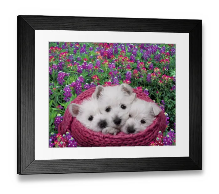 Framed Print : West highland white terrier puppies in basket Framed Print : West highland white terrier puppies in basket