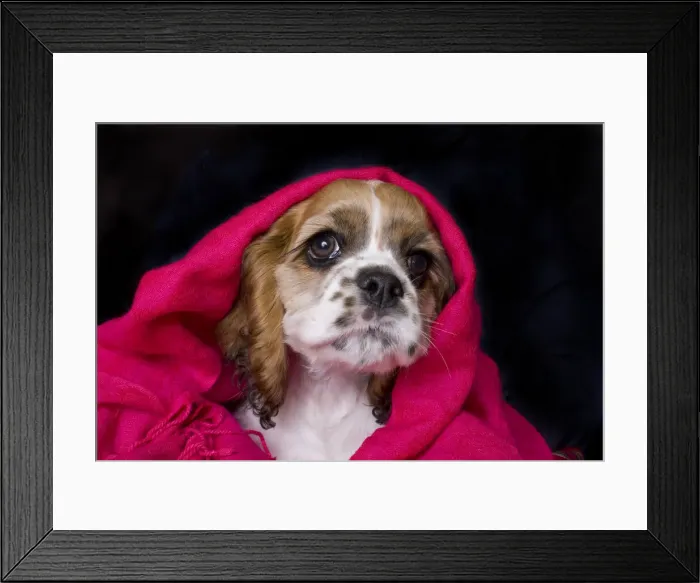Framed Print : Cocker spaniel puppy covered with blanket Framed Print : Cocker spaniel puppy covered with blanket