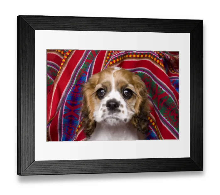 Framed Print : Cocker spaniel puppy and colorful fabric Framed Print : Cocker spaniel puppy and colorful fabric