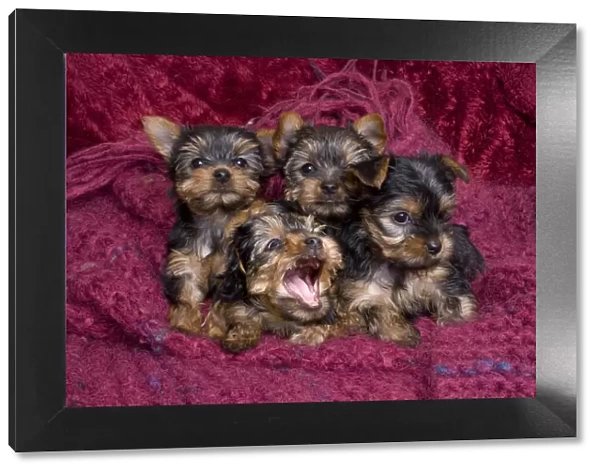Close-up of Yorkshire terrier puppies on blanket