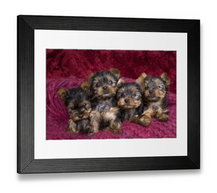Framed Print : Close-up of Yorkshire terrier puppies on blanket