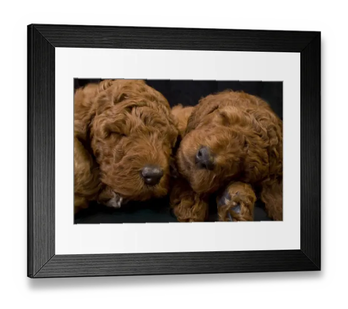 Framed Print : Standard poodle puppies sleeping Framed Print : Standard poodle puppies sleeping