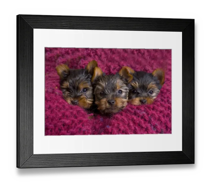 Framed Print : Close-up of Yorkshire terrier puppies on blanket