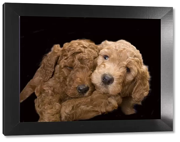 Standard poodle puppies close-up