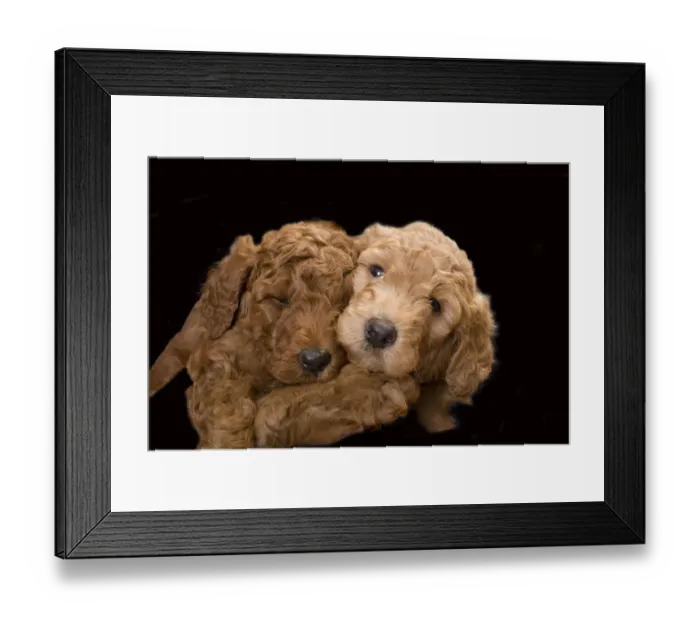 Framed Print : Standard poodle puppies close-up Framed Print : Standard poodle puppies close-up