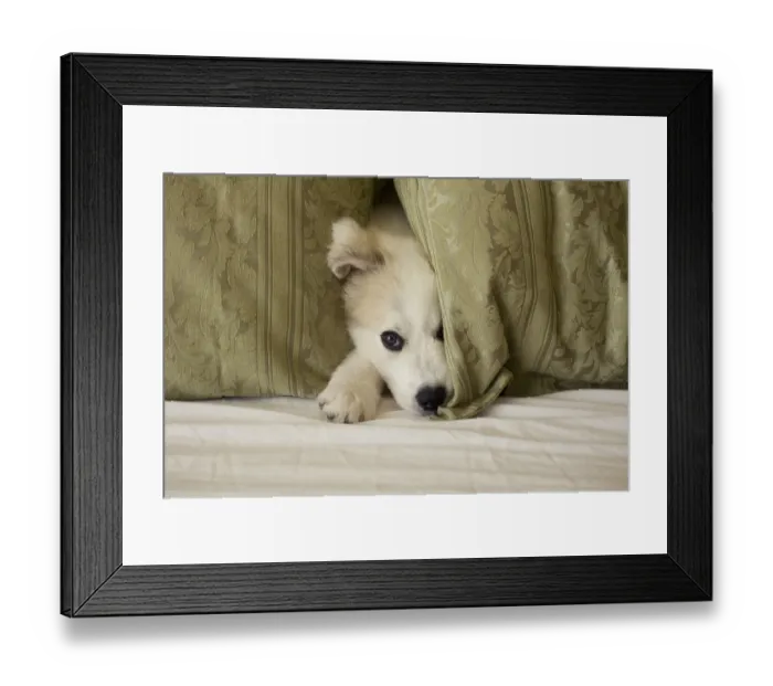 Framed Print : Great Pyrenees puppy hiding behind fabric