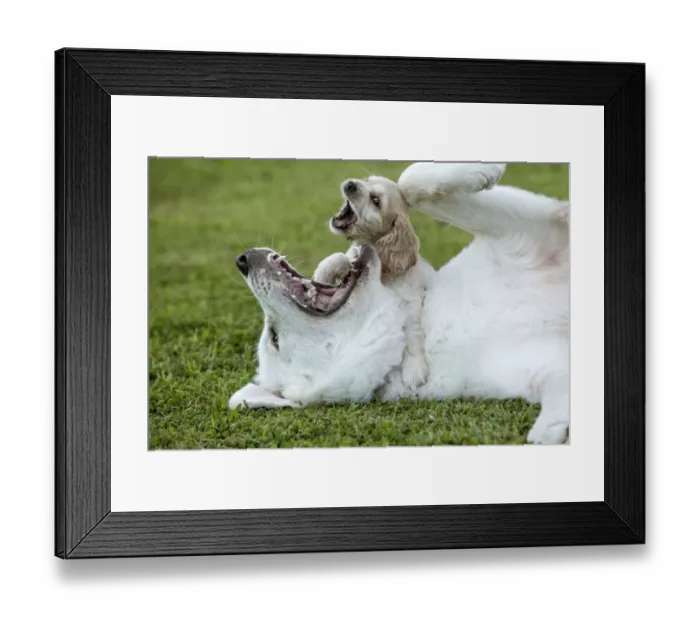 Framed Print : Cocker spaniel puppy and great Pyrenees dogs playing Framed Print : Cocker spaniel puppy and great Pyrenees dogs playing