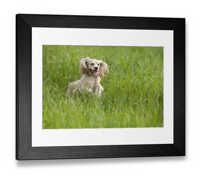 Framed Print : Cocker spaniel running in tall grass