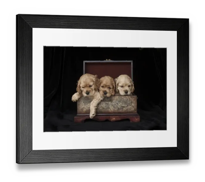 Framed Print : Cocker spaniel puppies in box Framed Print : Cocker spaniel puppies in box