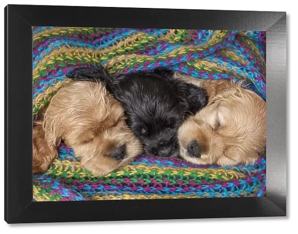 Cocker spaniel puppies sleeping in blanket