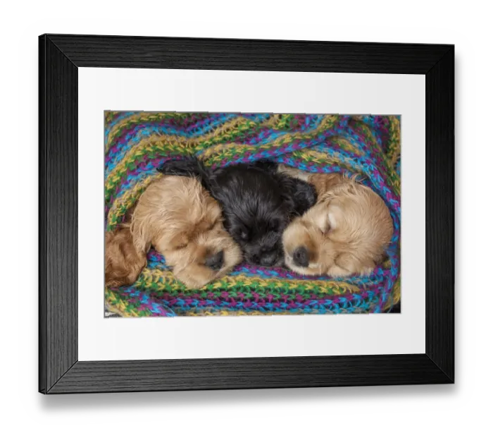 Framed Print : Cocker spaniel puppies sleeping in blanket Framed Print : Cocker spaniel puppies sleeping in blanket