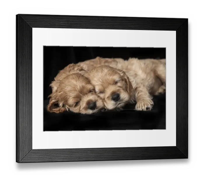 Framed Print : Cocker spaniel puppies sleeping Framed Print : Cocker spaniel puppies sleeping
