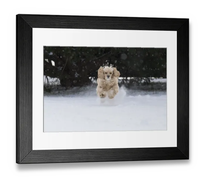 Framed Print : Cocker spaniel running in snow Framed Print : Cocker spaniel running in snow