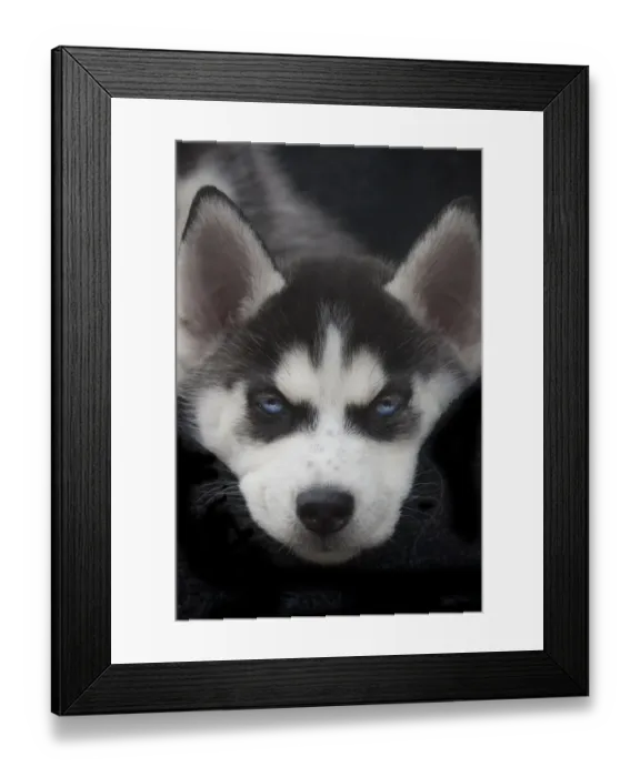 Framed Print : Siberian husky puppy close-up Framed Print : Siberian husky puppy close-up
