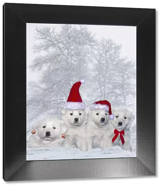 Great Pyrenees puppies with Christmas decorations