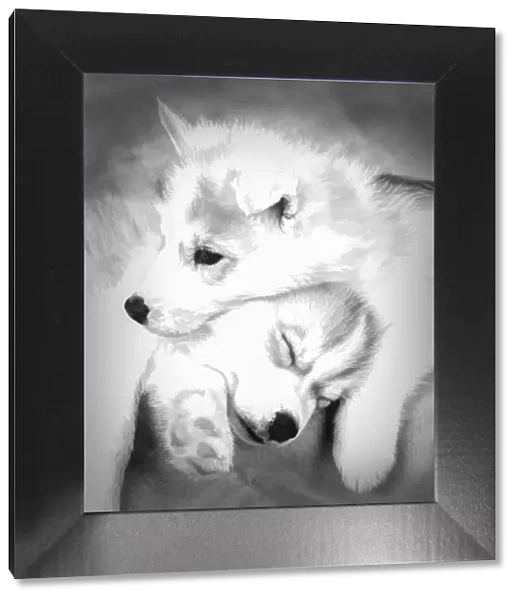 Abstract of Siberian husky puppies