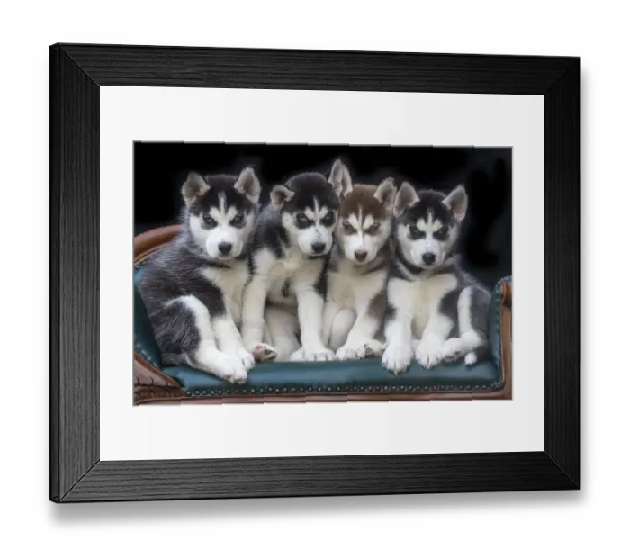 Framed Print : Siberian husky puppies on couch