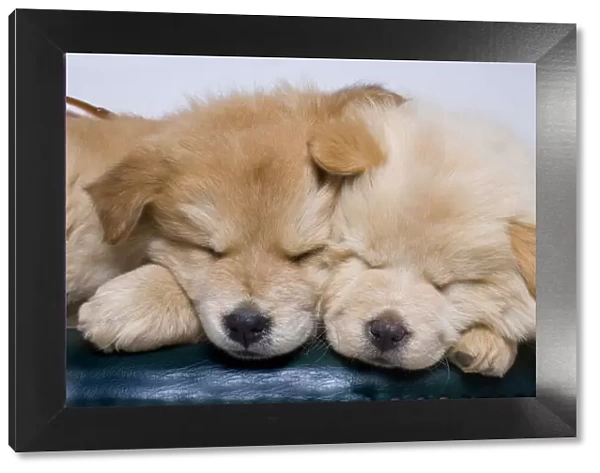 Close-up of two chow puppies sleeping