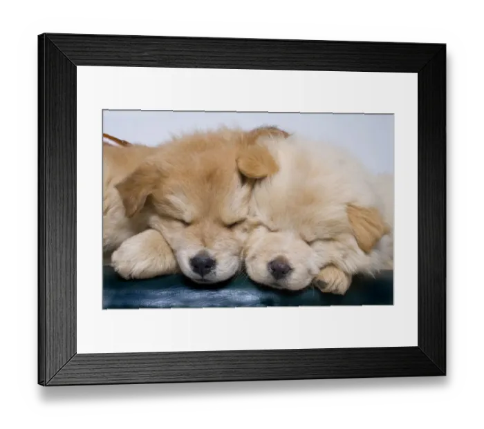 Framed Print : Close-up of two chow puppies sleeping Framed Print : Close-up of two chow puppies sleeping