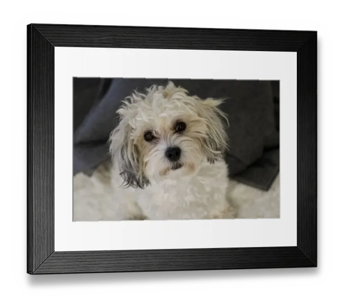 Framed Print : Cute white dog, terrier Framed Print : Cute white dog, terrier