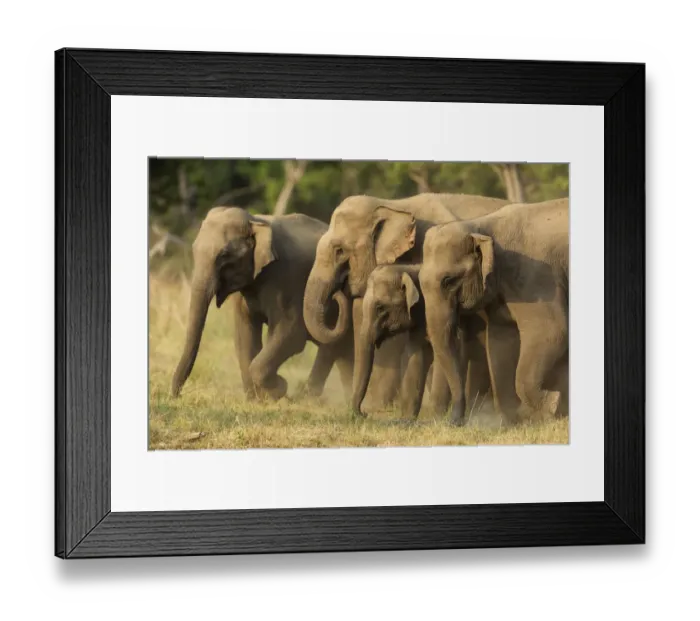 Framed Print : Asian elephants, small herd, Corbett National Park, India
