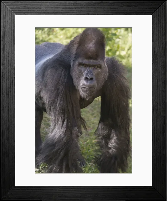 Framed Print : Portrait of Critically Endangered Western Lowland Gorilla