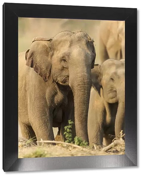Asian Elephant (female), Corbett National Park, India