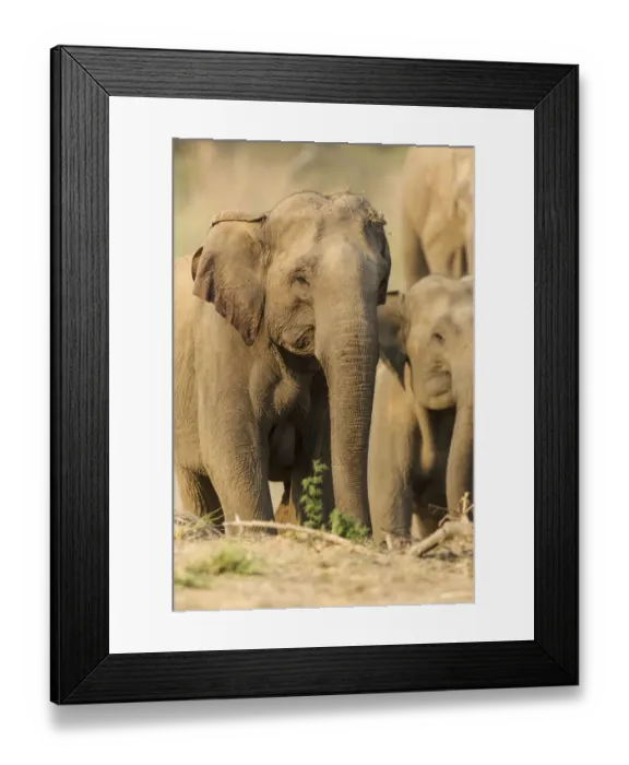 Framed Print : Asian Elephant (female), Corbett National Park, India