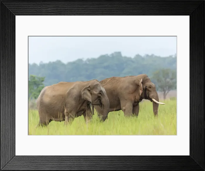 Framed Print : Asian Elephant Pair, Corbett National Park, India Framed Print : Asian Elephant Pair, Corbett National Park, India