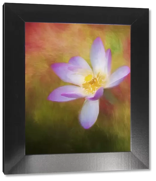 A photo painting of a waterlily