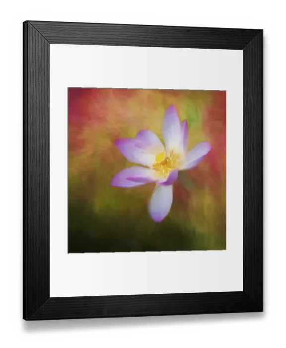 Framed Print : A photo painting of a waterlily