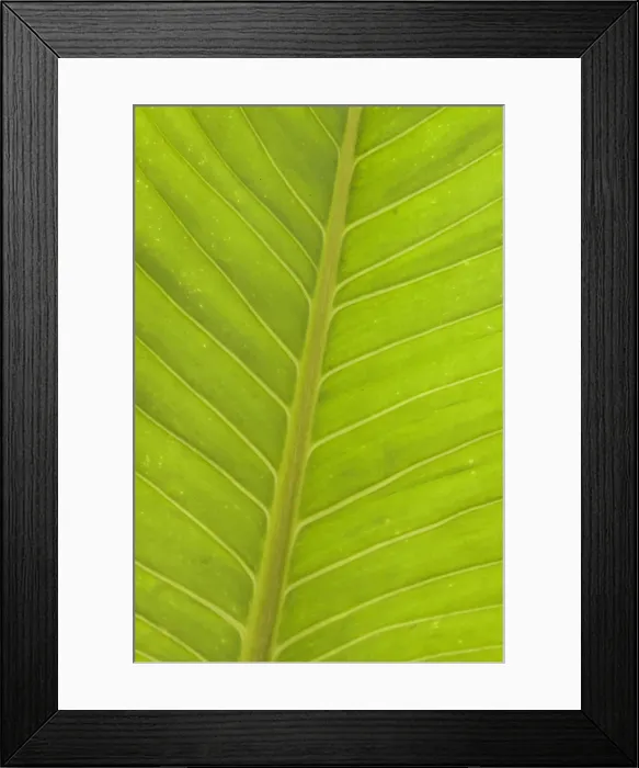 Framed Print : Close-up of veins in a green leaf Framed Print : Close-up of veins in a green leaf