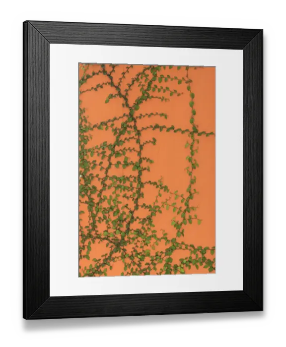 Framed Print : Green vines on an orange wall