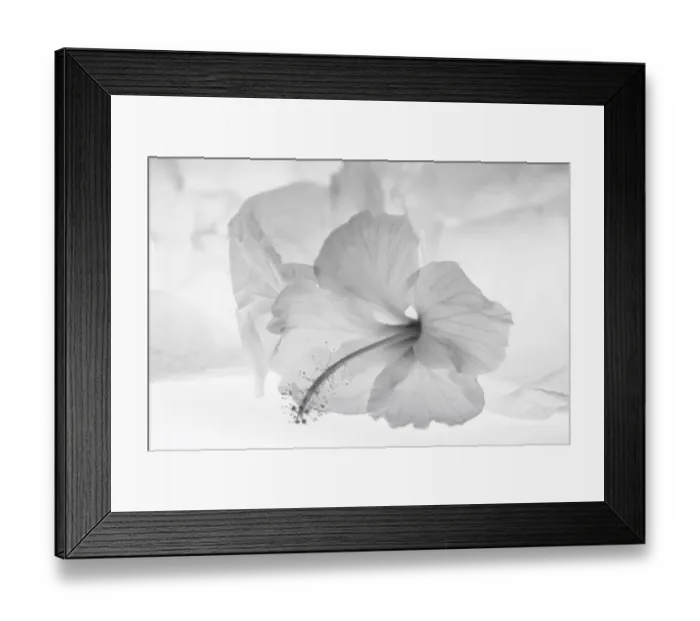 Framed Print : Hibiscus Flower and Tissue Paper with Light Framed Print : Hibiscus Flower and Tissue Paper with Light