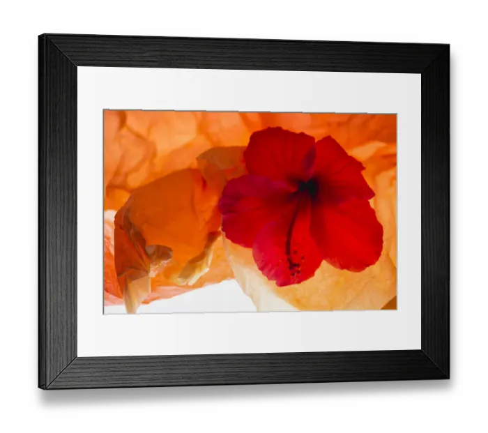 Framed Print : Hibiscus Flower and Tissue Paper with Light Framed Print : Hibiscus Flower and Tissue Paper with Light