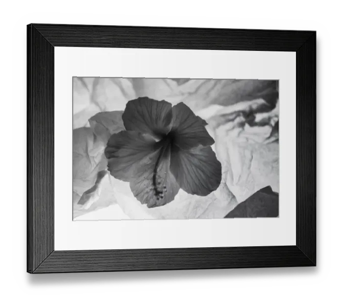 Framed Print : Hibiscus Flower and Tissue Paper with Light