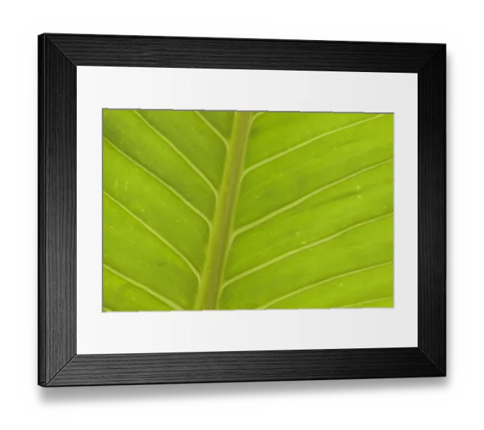 Framed Print : Close-up of veins in a green leaf