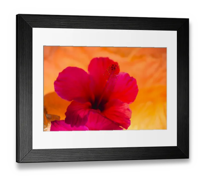 Framed Print : Hibiscus Flower and Tissue Paper with Light Framed Print : Hibiscus Flower and Tissue Paper with Light