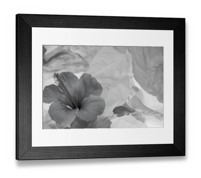 Framed Print : Hibiscus Flower and Tissue Paper with Light Framed Print : Hibiscus Flower and Tissue Paper with Light
