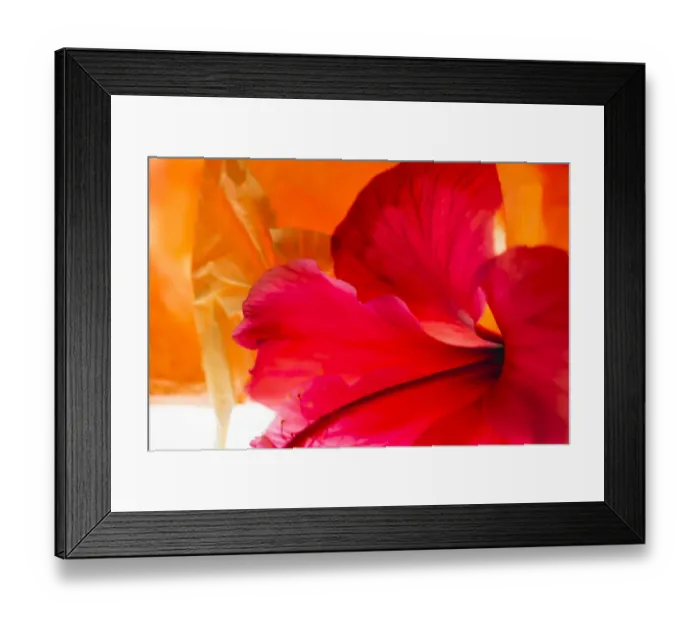 Framed Print : Hibiscus Flower and Tissue Paper with Light Framed Print : Hibiscus Flower and Tissue Paper with Light