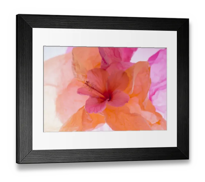 Framed Print : Hibiscus Flower and Tissue Paper with Light Framed Print : Hibiscus Flower and Tissue Paper with Light