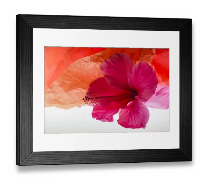 Framed Print : Hibiscus Flower and Tissue Paper with Light