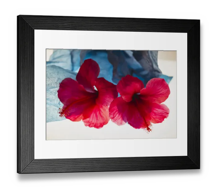 Framed Print : Hibiscus Flower and Tissue Paper with Light Framed Print : Hibiscus Flower and Tissue Paper with Light