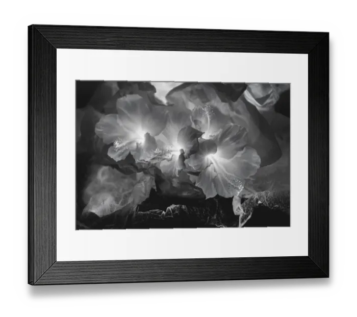 Framed Print : Hibiscus Flower and Tissue Paper with Light Framed Print : Hibiscus Flower and Tissue Paper with Light
