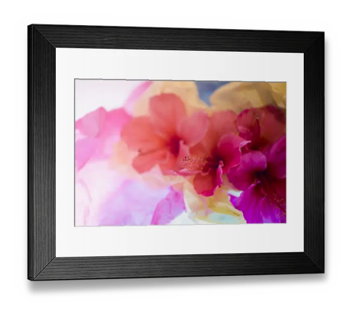 Framed Print : Hibiscus Flower and Tissue Paper with Light